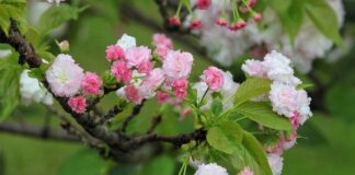 Jaka jest żywotność domów modułowych?