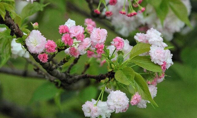 Jaka jest żywotność domów modułowych?