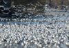 Jakie działki są najbardziej poszukiwane? Jakie działki są najbardziej poszukiwane?