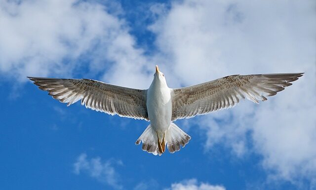 Do jakiego kraju warto emigrować?