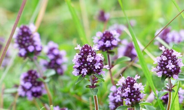 Czy trudno jest dostać wizę do Australii?