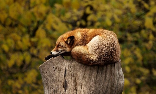 Jak ubiegać się o wizę do USA?