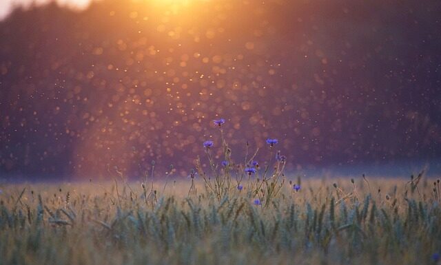 Czy w Australii są komary?