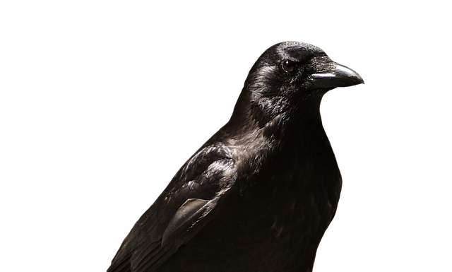 Czy zwolnienie na dziecko jest 100% płatne?