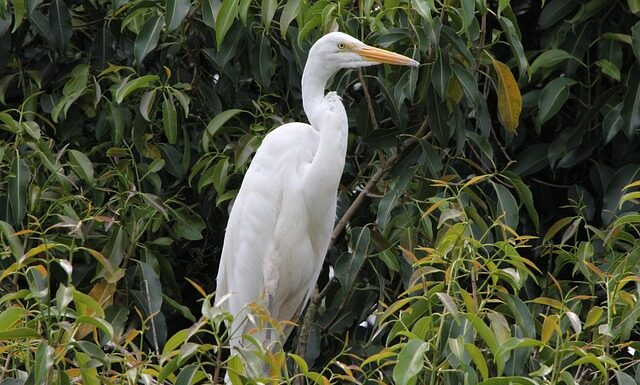 Gdzie najlepiej mieszkać w Australii?