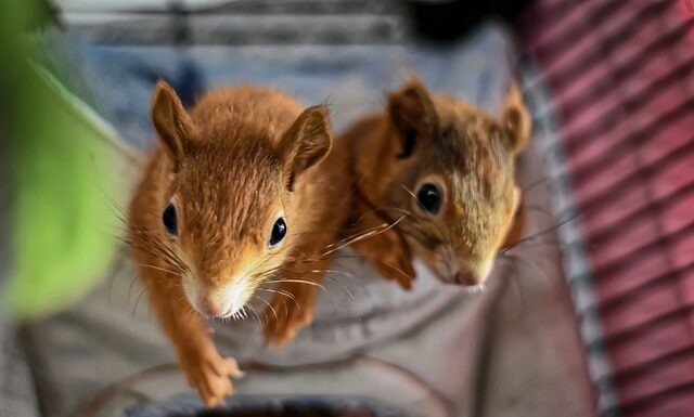 Czy opiekę na dziecko można wziąć z dnia na dzień?