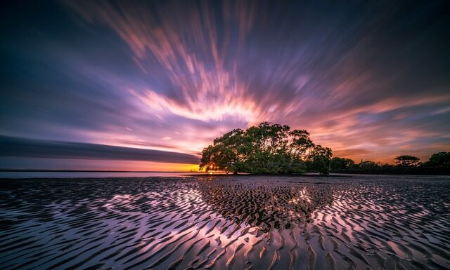 Czy w Australii są bawoły?